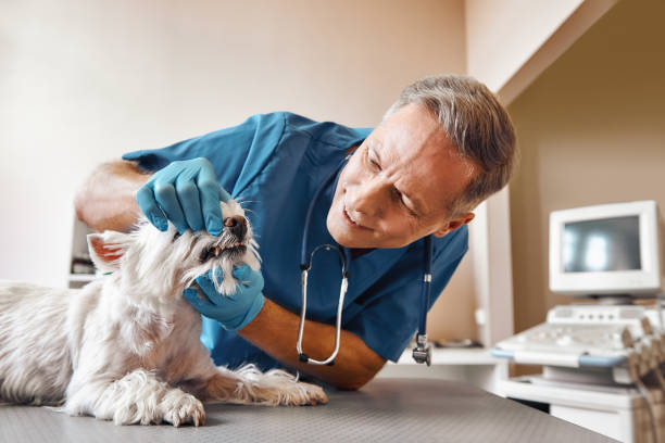 Best Same-Day Emergency Dental Services in Geronimo, OK